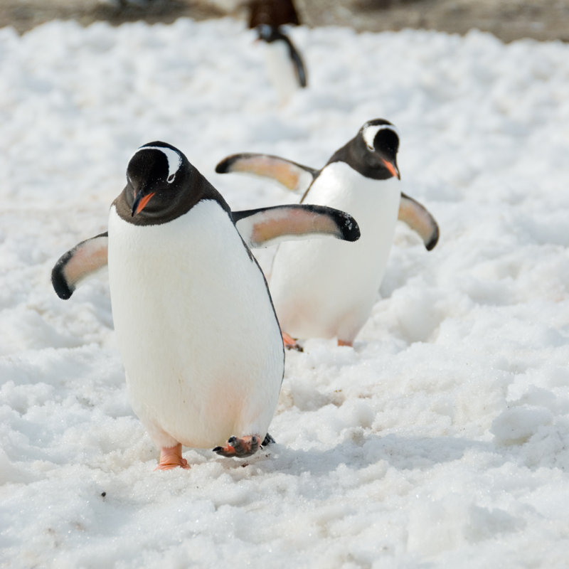 Gentoo Penguins - Wrapped Canvas Print, 76cm H x 76cm W x 3.8cm D