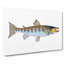 Trout Fish by Edward Donovan - Wrapped Canvas-55361394