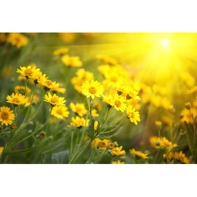 Fleurs jaunes - Photographie sur toile tendue