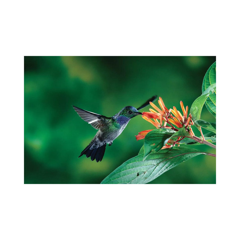Blue-Chested Hummingbird Albino Male Feeding At And Pollinating Flowers Lowland Rainforest, Costa Rica by Michael & Patricia Fogden - Wrapped Canvas Print