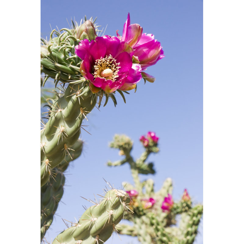 «Cactus Plant» par Wesvandinter - Photographie sur toile tendue, L 20 po x H 30 po