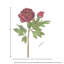 Pivoine de jardin 26 po Just Cut-1830510405-1830107859