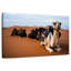 Chameaux Brampt au Maroc-108711351