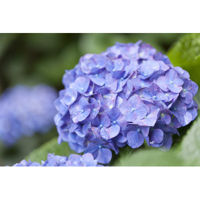 " Flowers Of Hydrangea "