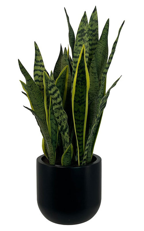 30" Snake Plant