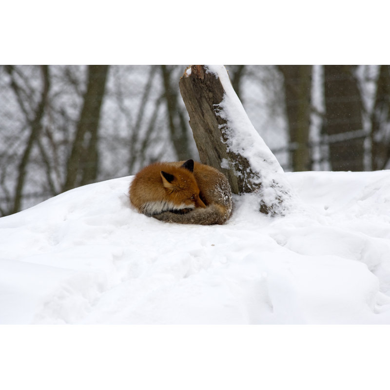 Red Fox by Ayimages - Wrapped Canvas Print, 51cm H x 76cm W x 3.8cm D