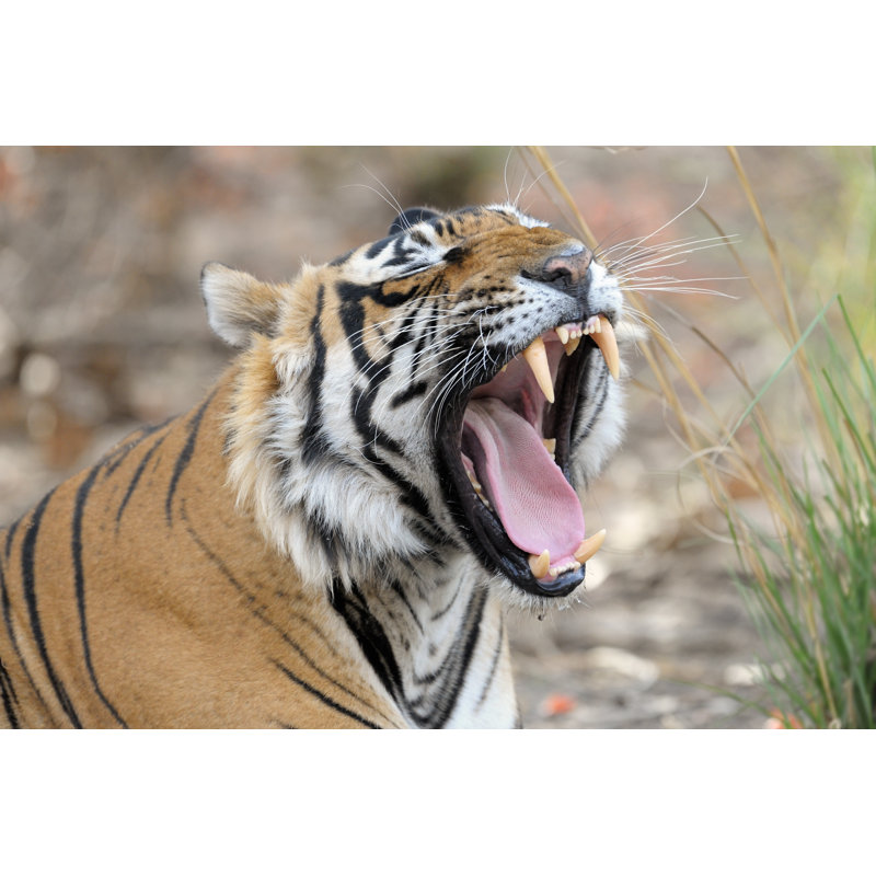 Bengal Tiger - Wrapped Canvas Print, 30cm H x 46cm W x 3.8cm D