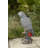 Gabon Parrot on Stump