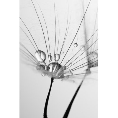 Dandelion Seed by Vkbhat