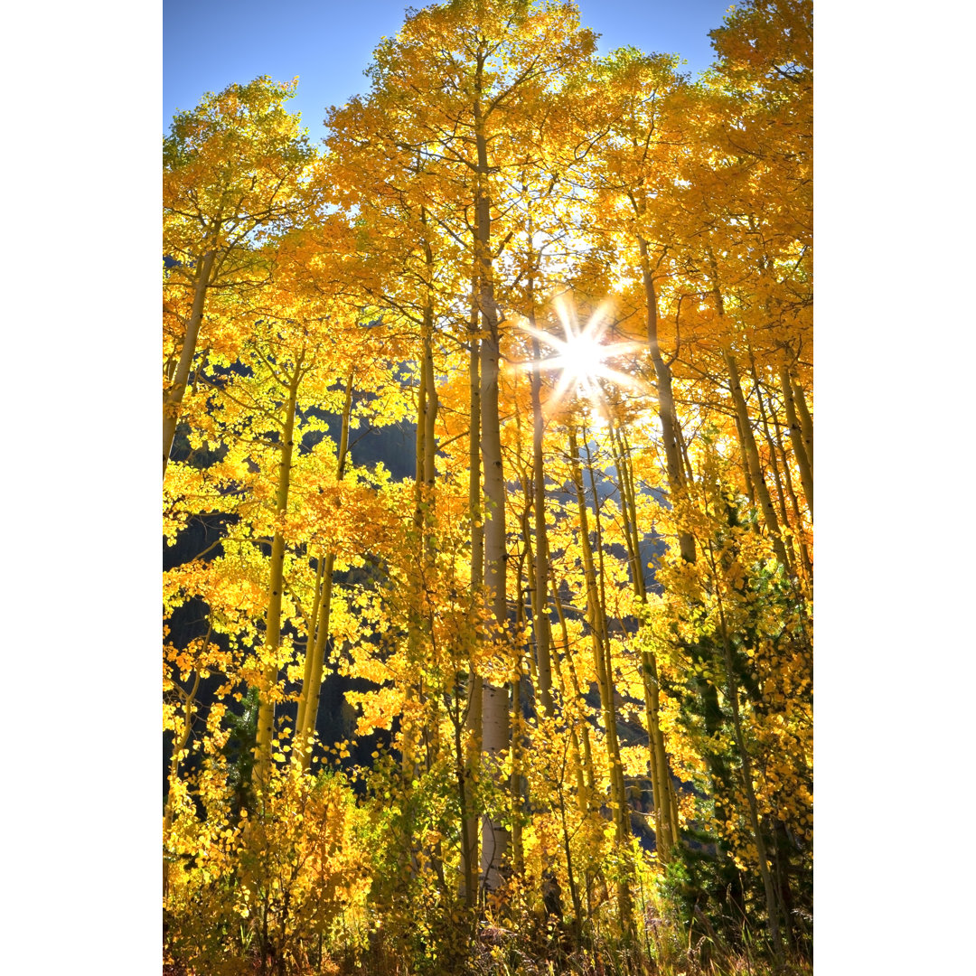 Herbst-Aspen-Farbe in Colorado - Leinwand-Kunstdrucke auf Wrapped Canvas