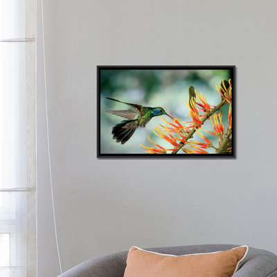 «Green Violet-Ear Hummingbird Alimentation» par Michael et Patricia Fogden - impression sur toile tendue