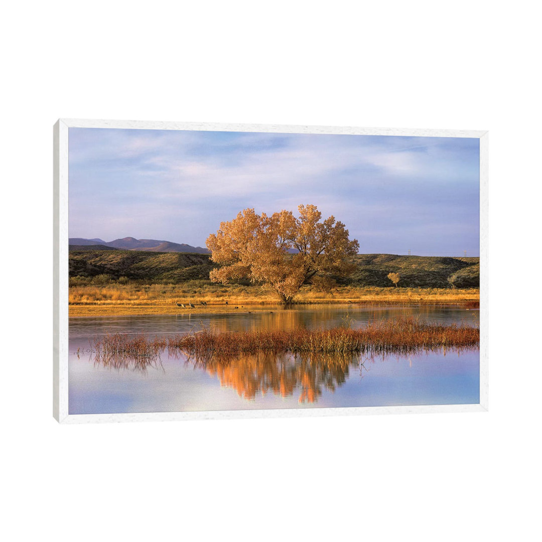 Cottonwood Tree And Sandhill Crane Flock In Pond Bosque Del Apache National Wildlife Refuge New MX by Tim Fitzharris - G...