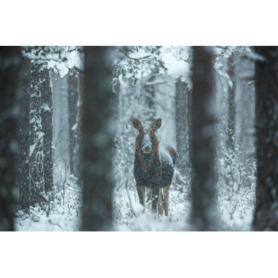 Crossley Moose - Wrapped Canvas Print