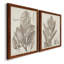 Sépia plantes exotiques I - ensemble de 2 reproductions de dessins encadrés-2100347620-2100347603