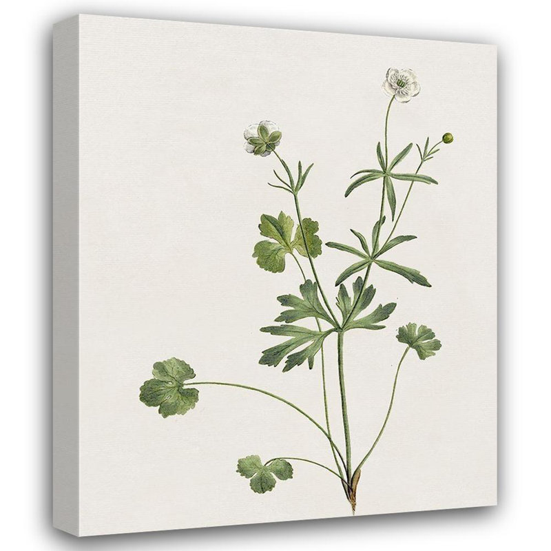 «Red Barrel Studio®», art sur toile tendue Donovan, Kelly Gallery: Wispy Botanical II, H 34 po x l 28 po