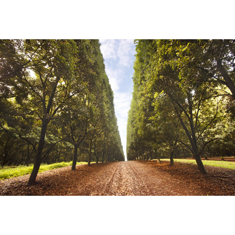 Macadamia Orchard by Turnervisual - Wrapped Canvas Print