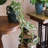 27.6'' Faux Flowering Branch-1702188706