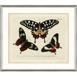 Oken's Naturalist Butterfly V Print