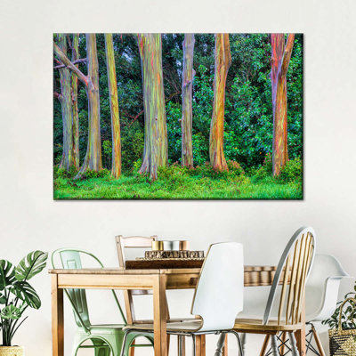 " Eucalyptus Rainbow Trees "