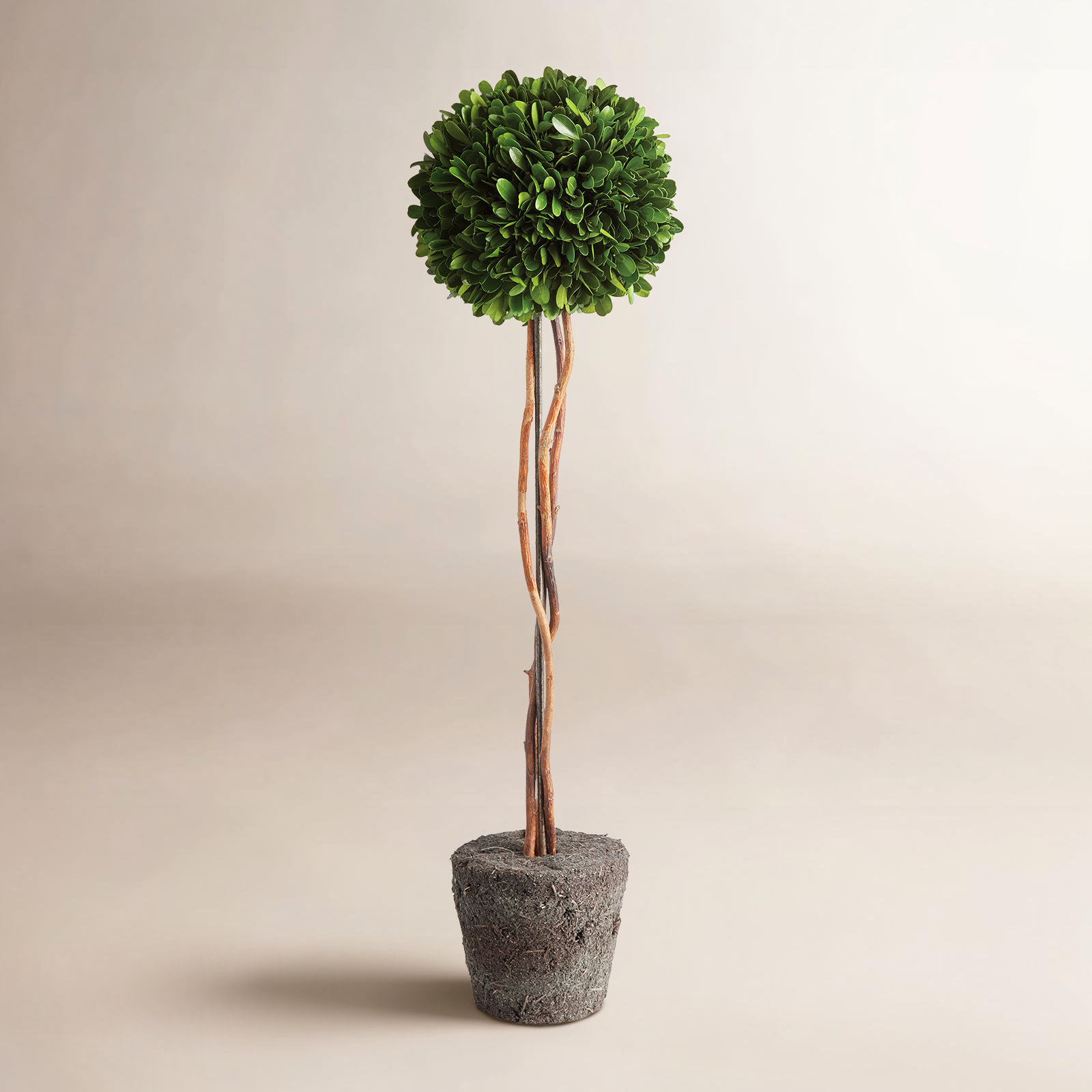 Alby Faux Boxwood Topiary in Planter, 24" H x 6.5" W x 6.5" D