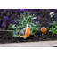 Halley Bird Plastic Garden Statue