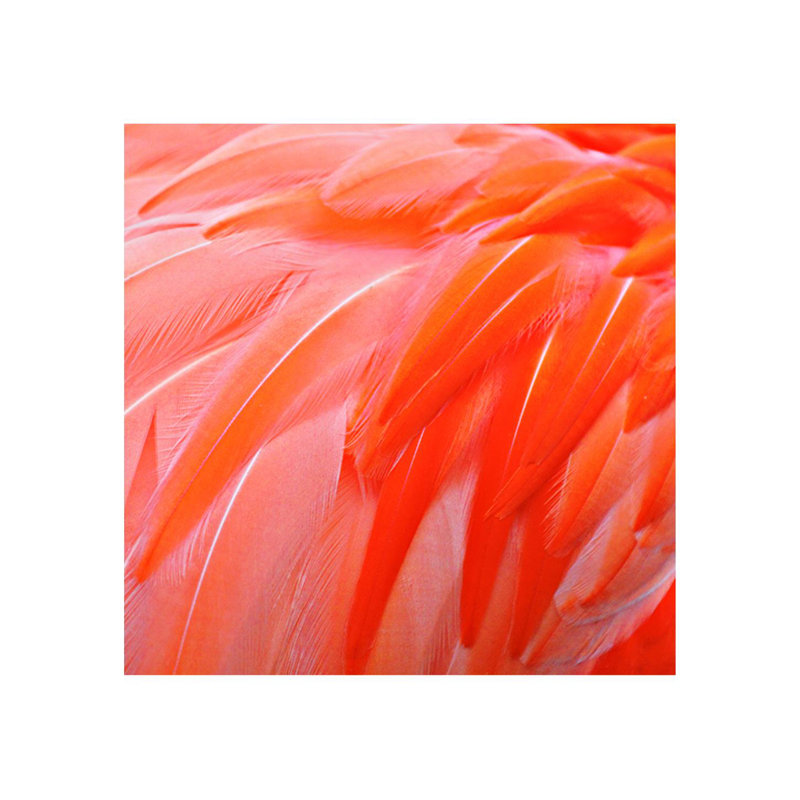Oiseau d'une plume différente VI par Austin Beiv - impression non encadrée, H 40 po x l 40 po, Plexi