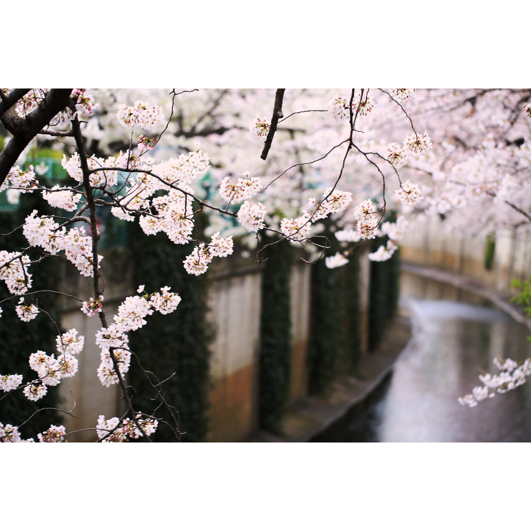 Cherry Blossoms In Tokyo by Yukidaruma - Wrapped Canvas Print