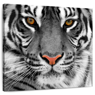 Brampt regardant le tigre