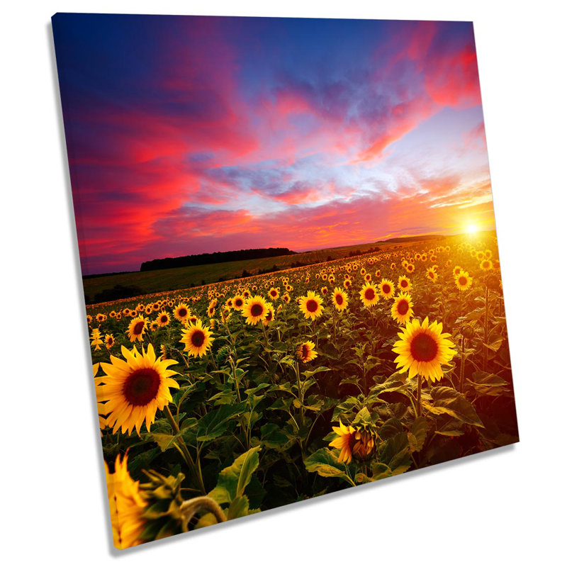 Sunflower Field Sunset - Wrapped Canvas Print, 76.2cm H x 76.2cm W x 4cm D