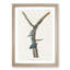 Brown Headed Nuthatch Birds by John Audubon - Picture Frame Painting Print-55512955-55512957
