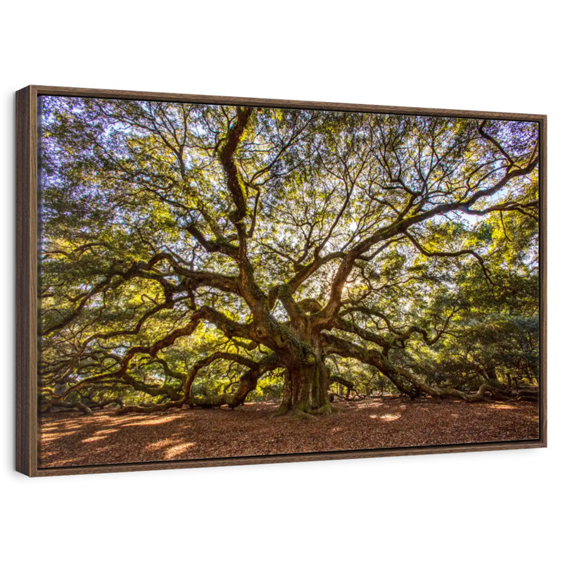 Chêne ange noueux, 25 po x 17 po, Cadre flottant noyer