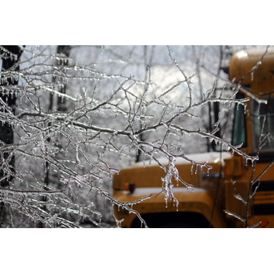 " Icy Tree Branches " by Iturley