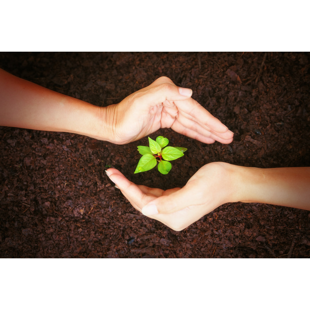 Leinwandbild Hand schützen New Leaf aus den Grund von Natnan Srisuwan