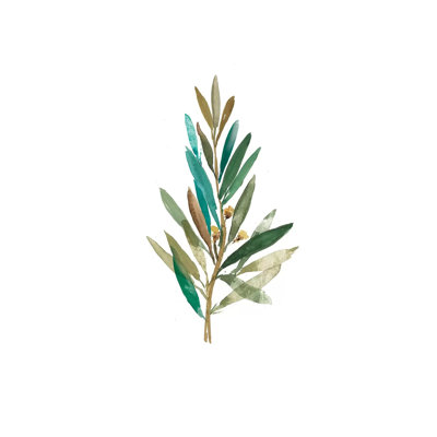 Olive III by Asia Jensen - Wrapped Canvas Gallery-Wrapped Canvas Giclée
