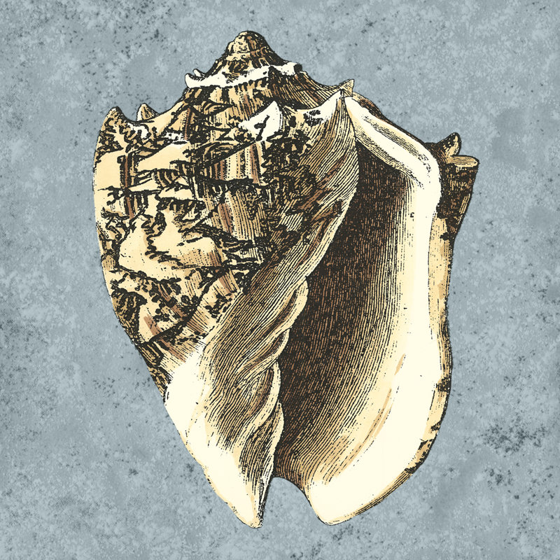 Stonewashed Shells I, 30cm H x 30cm W x 3.8cm D