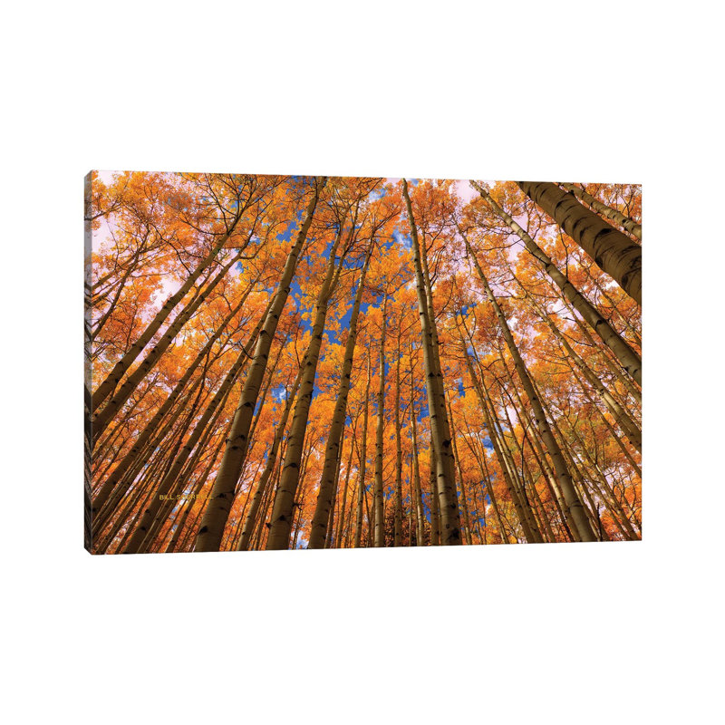 Orange Grove by Bill Sherrell - Wrapped Canvas Print, 20.32 cm H x 30.48 cm W