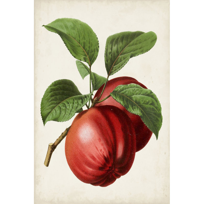 Antique Fruit X by Vision Studio - Wrapped Canvas Print, 122 cm H x 81 cm W, Black Floater Framed