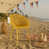 Earthy Yellow is out of stock