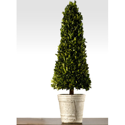 31.5 " H Faux Boxwood Topiary