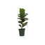 Live Fiddle Leaf Fig Plant, 6" Diameter