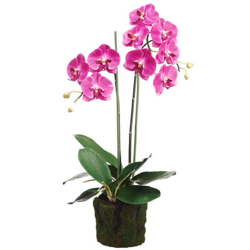 Phalaenopsis Plant With Soil Moss