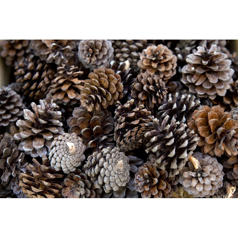 Numerous Pine Cônes - Photographie sur toile tendue, H 8 po x l 12 po