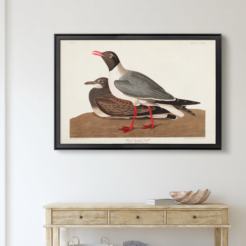 Goéland à tête noire - reproduction d'art sur toile, Noir, H 26,5 po x l 36,5 po x P 1,5 po