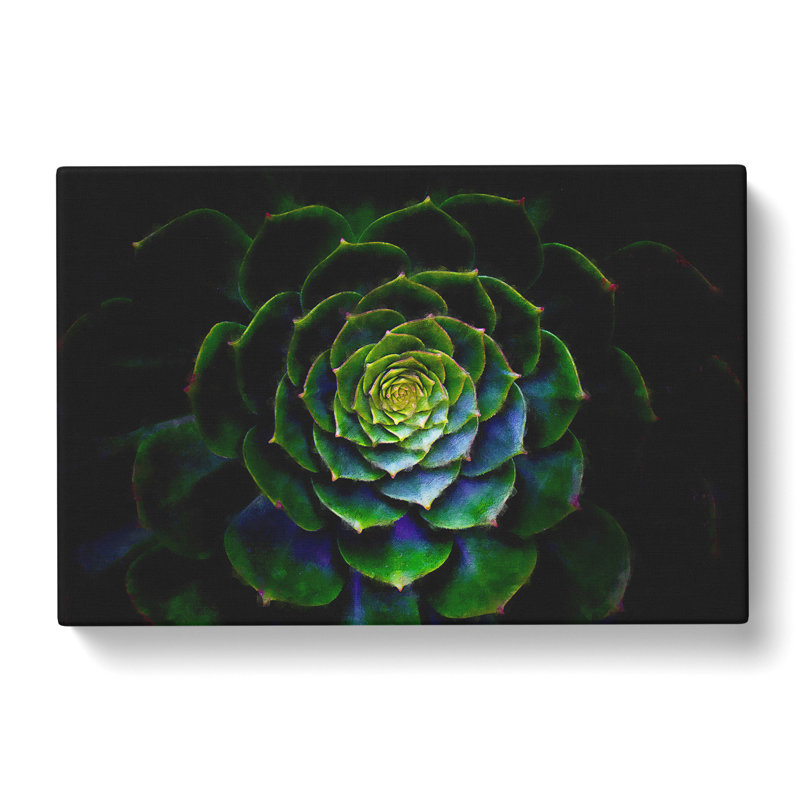 Dark Green Succulent Plant - Wrapped Canvas Painting, 60cm H x 91cm W x 3cm D