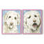 Impression encadrée Labradoodle I-Premium - prête à être accrochée - aucun clou requis - aucun clou requis-108034519-108034527