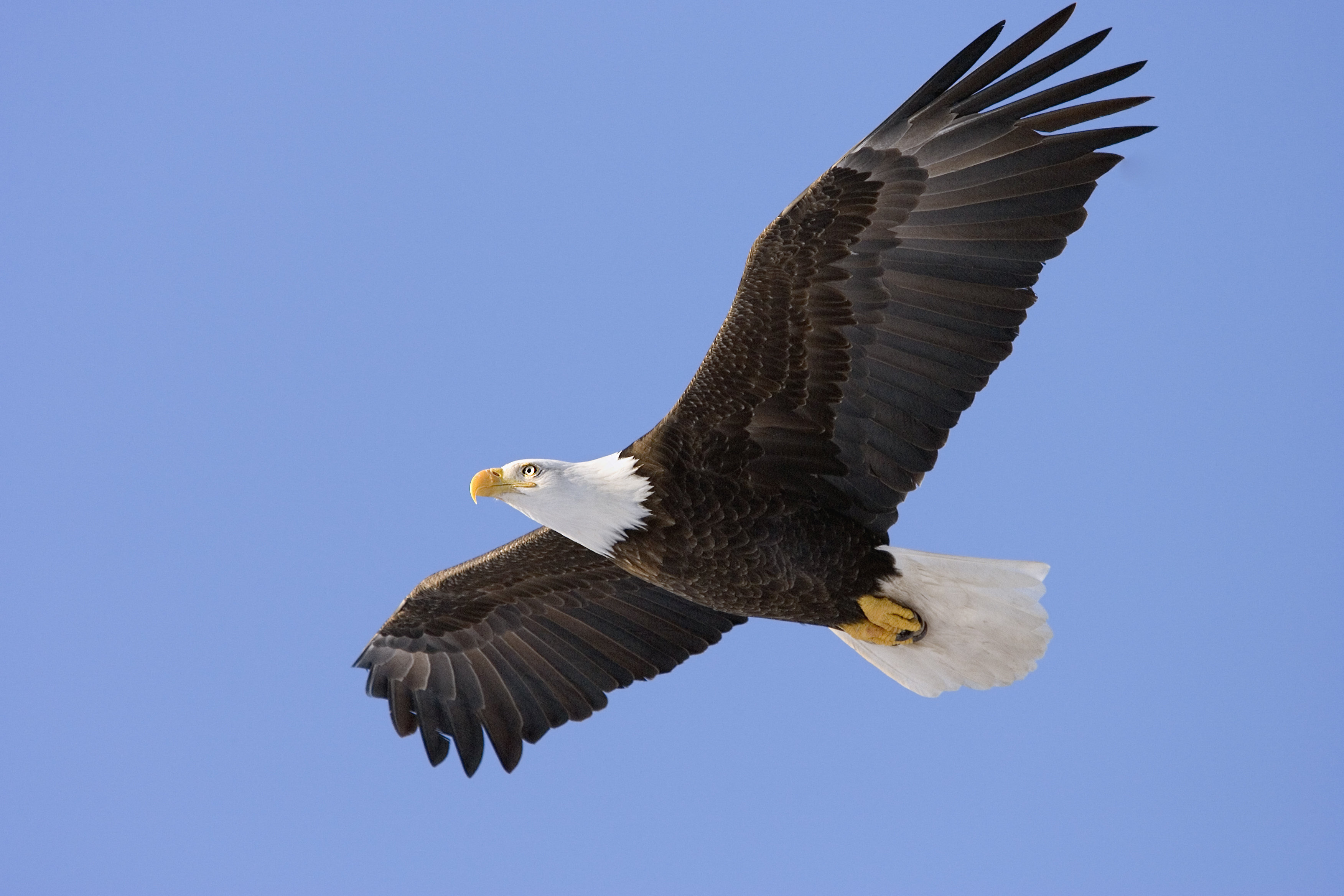 Bald Eagle Photograph Happy Father's Day Card | Zazzle