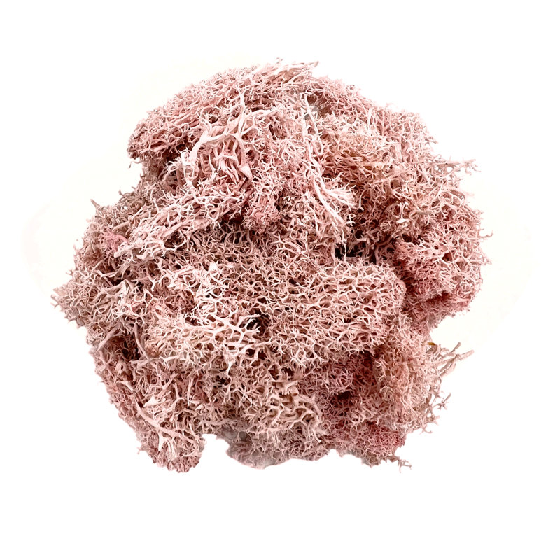 Mousse rose conservée décorative pour bricolage, terrariums, décoration intérieure, H 2 po x l 7,5 po x P 7,5 po