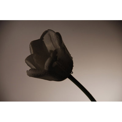 «Shadowy Tulip on Grey», impression sur toile tendue