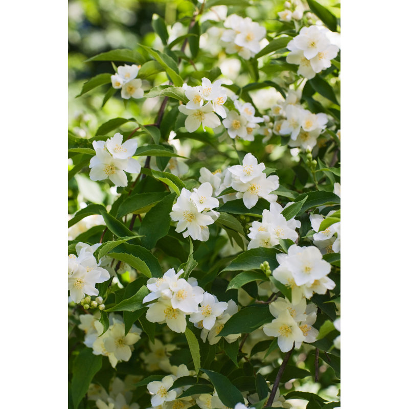 «White Jasmine Flowers» par Firina - photographie sur toile tendue, H 36 po x l 24 po