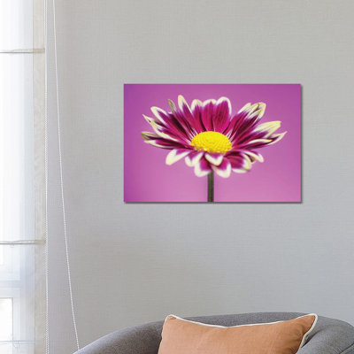 Pink Gerber Daisy - Wrapped Canvas Painting